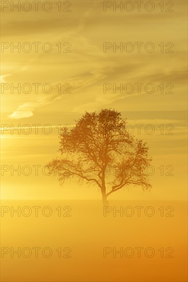 English Oak or Pedunculate Oak (Quercus robur