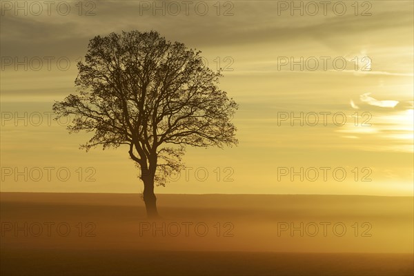 English Oak or Pedunculate Oak (Quercus robur