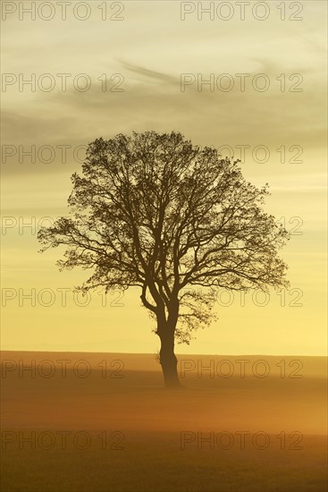 English Oak or Pedunculate Oak (Quercus robur