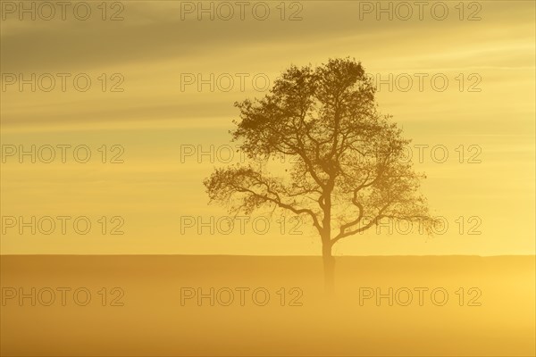 English Oak or Pedunculate Oak (Quercus robur