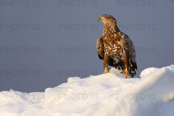 White-tailed Eagle or Sea Eagle (Haliaeetus albicilla) in the morning light