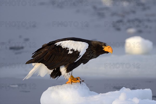 Steller's Sea Eagle (Haliaeetus pelagicus) perched on floating ice