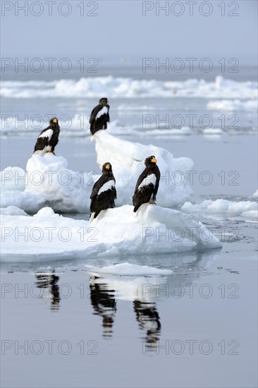 Group of Steller's Sea Eagles (Haliaeetus pelagicus) perched on floating ice