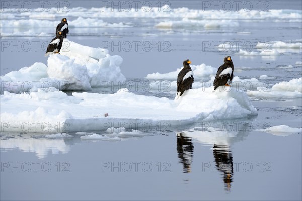 Group of Steller's Sea Eagles (Haliaeetus pelagicus) perched on floating ice