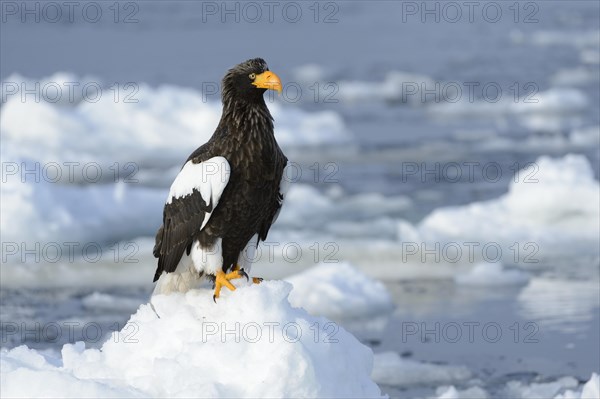 Steller's Sea Eagle (Haliaeetus pelagicus) perched on floating ice