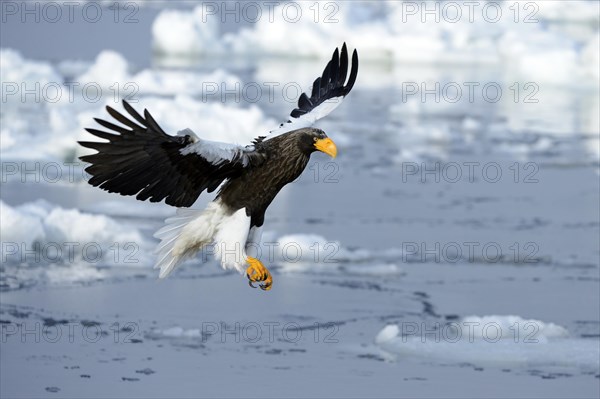 Steller's Sea Eagle (Haliaeetus pelagicus) in flight above floating ice