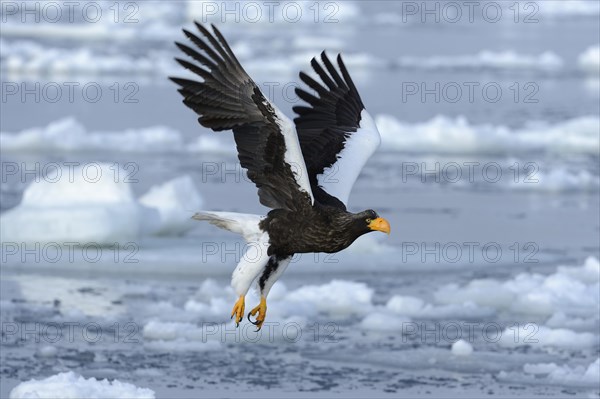 Steller's Sea Eagle (Haliaeetus pelagicus) in flight above floating ice