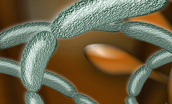 Bacteria strung together
