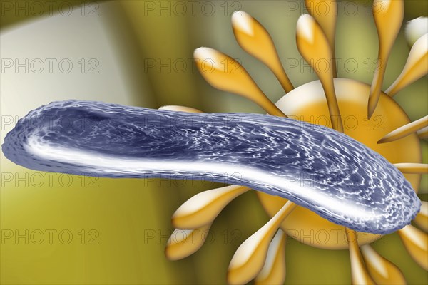 Bacteria and a virus