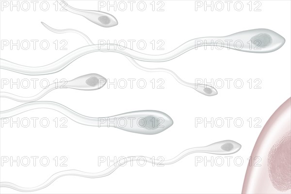 Sperm fertilizing an ovum