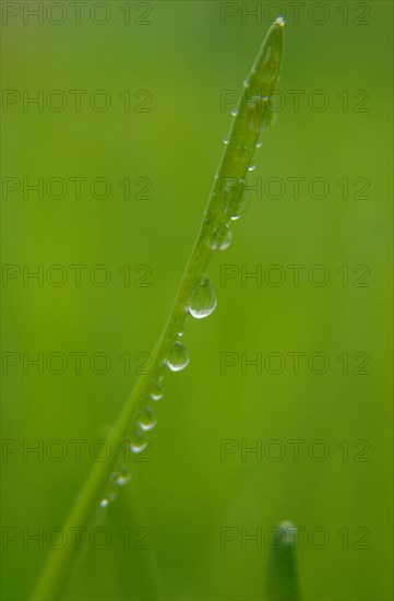 Blade of grass with water droplets