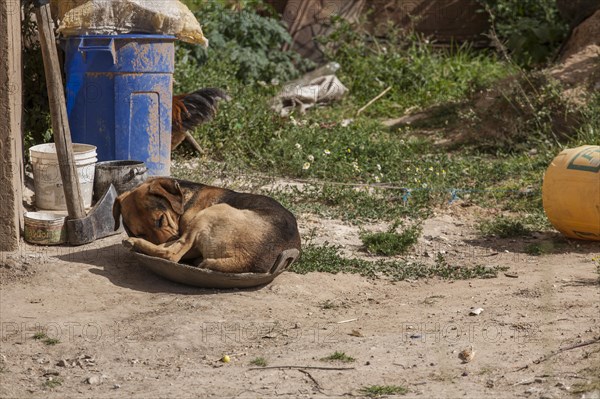 Dog sleeping in a bowl