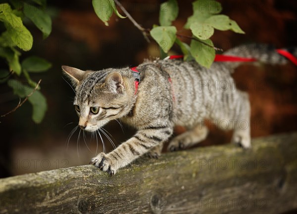 Brown tabby cat