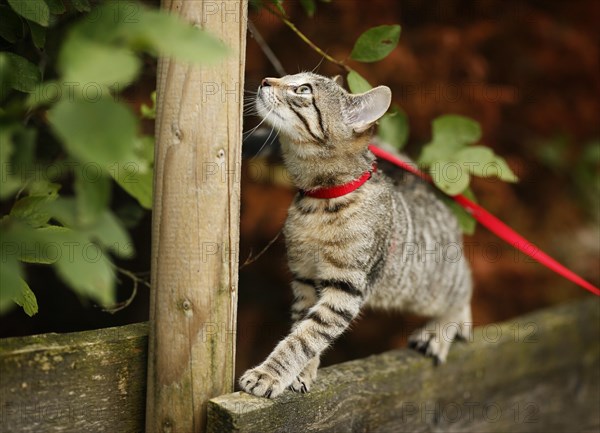 Brown tabby cat