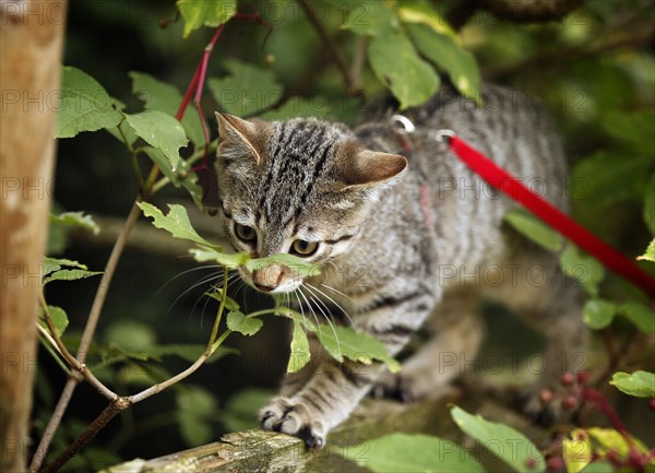 Brown tabby cat