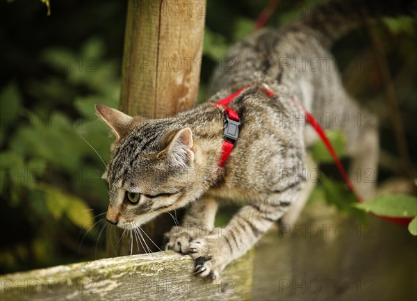 Brown tabby cat