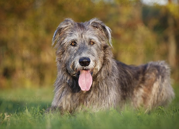 Irish Wolfhound lying in a meadow