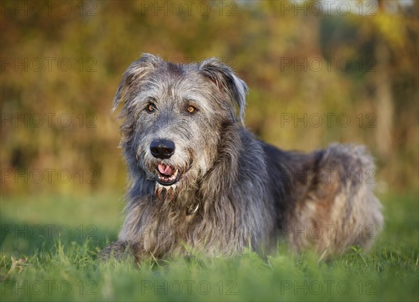 Irish Wolfhound lying in a meadow