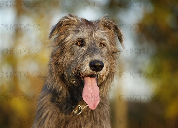 Irish Wolfhound