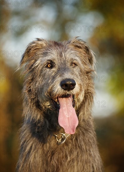 Irish Wolfhound