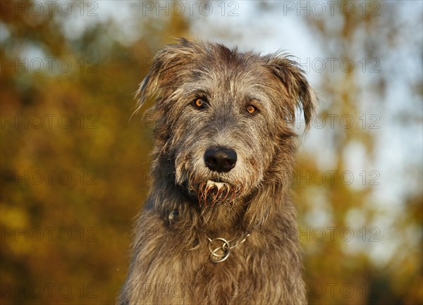 Irish Wolfhound