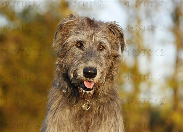 Irish Wolfhound