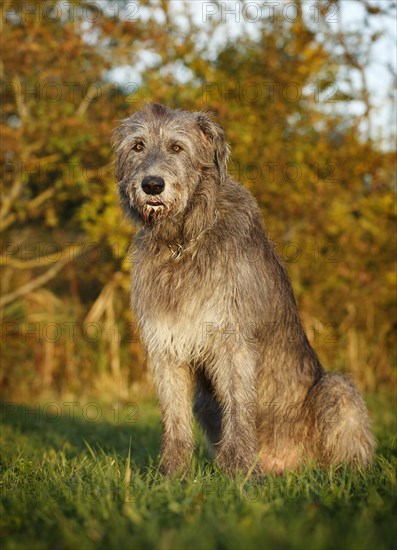 Irish Wolfhound