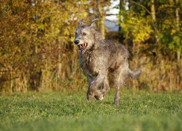 Irish Wolfhound running across a meadow