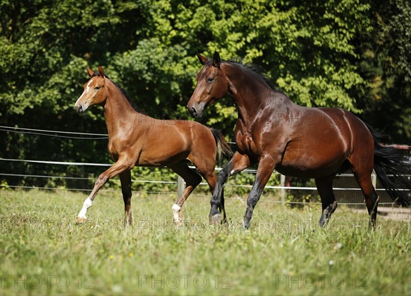 A brown mare with a foal