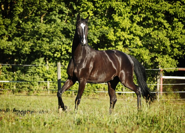 Black horse