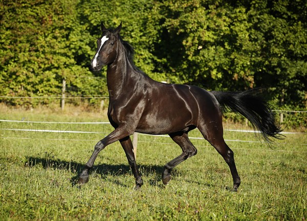 Black horse