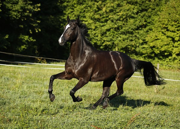 Black horse