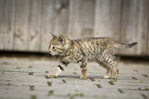 Brown-tabby kitten on foot in front of a barn door