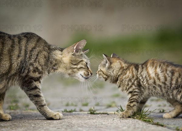 Brown-tabby cat mother and kittens sniffing each other