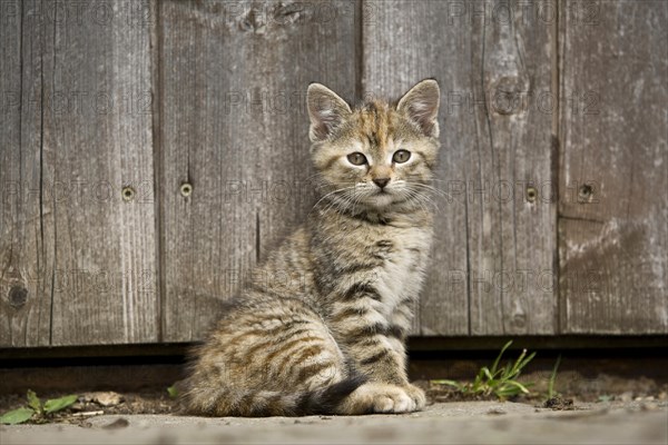 Brown-tabby kitten sitting in front of barn door