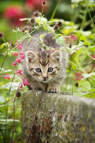 Brown-tabby kitten sitting on the edge of a stone trough