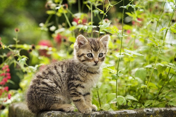 Brown-tabby kitten sitting on the edge of a stone trough