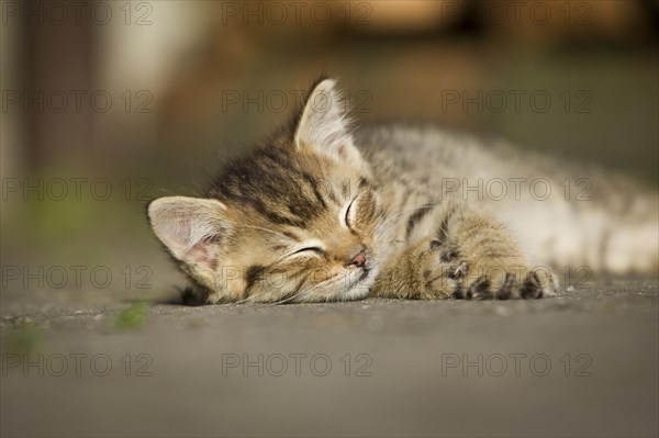 Brown-tabby kitten