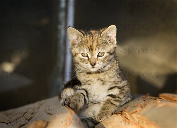 Brown-tabby kitten
