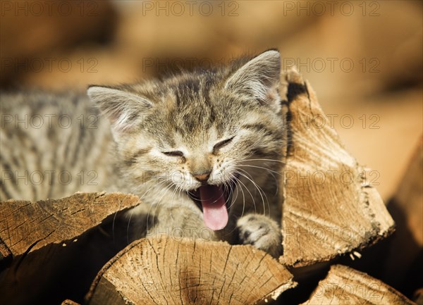 Brown-tabby kitten