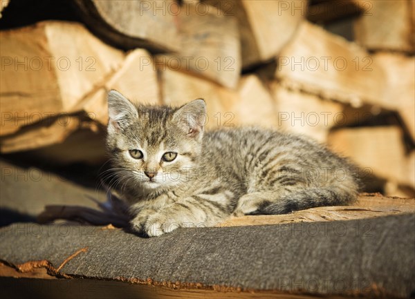Brown-tabby kitten