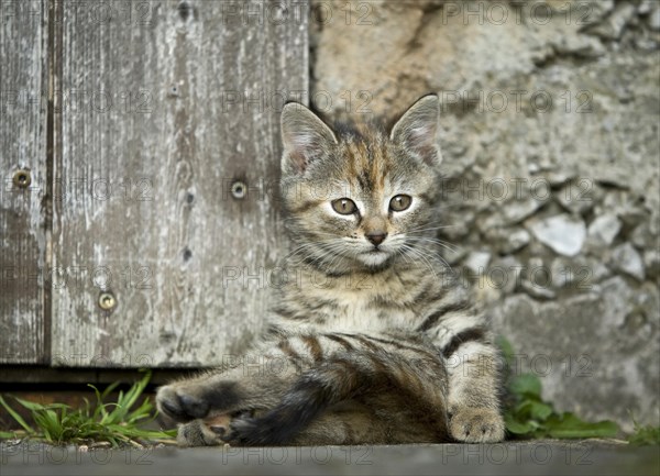 Brown-tabby kitten