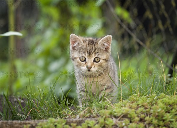 Brown-tabby kitten on foot along a path