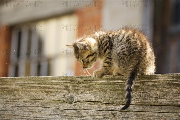 Brown-tabby kitten