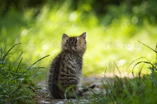 Brown-tabby kitten sitting on a path looking at a meadow