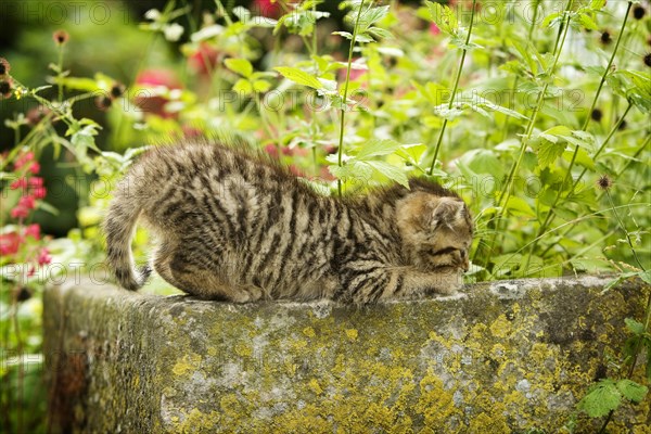 Brown-tabby kitten