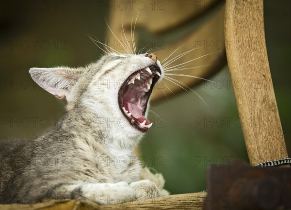 Grey-tabby cat lying on a chair