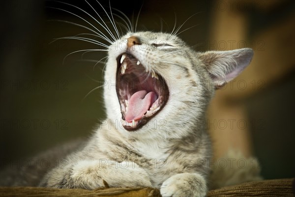 Grey-tabby cat lying on a chair