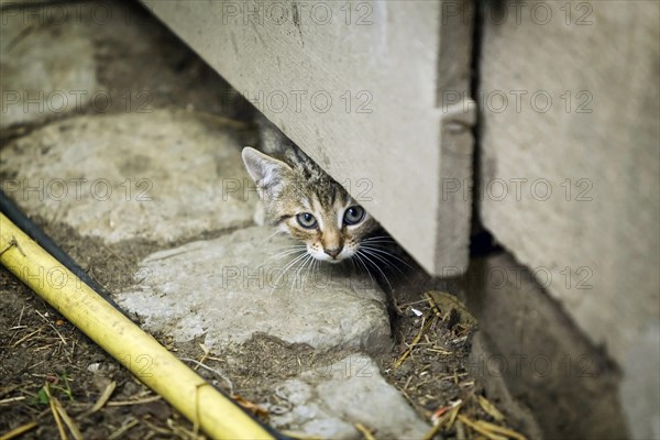 Brown-tabby kitten