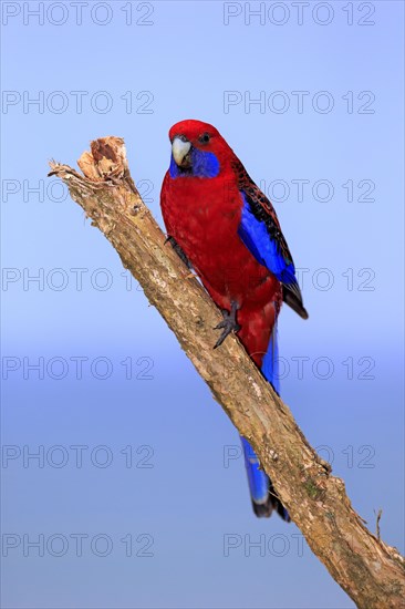 Crimson Rosella (Platycercus elegans) adult on perch